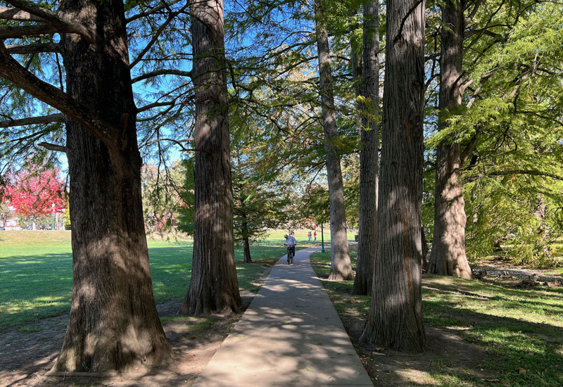 Jogging path between trees